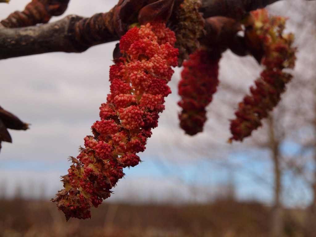 Populus trichocarpa Black cottonwood, Westliche BalsamP… Flickr