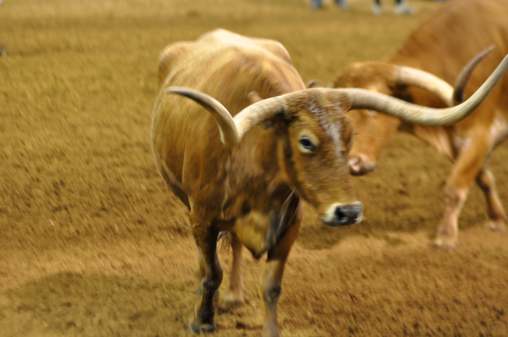 Long Horn Cattle The Texas Longhorn is a breed of cattle k… Flickr