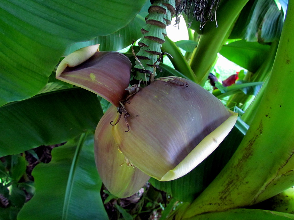 013Banana Tree Flower Pittsboro NC 1648 bobistraveling Flickr