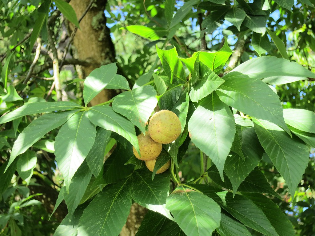 Ohio Buckeye fruit Ruth Hartnup Flickr