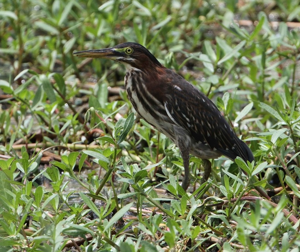 Green Heron Photographed in the Bayou Sauvage NWR near New… Flickr
