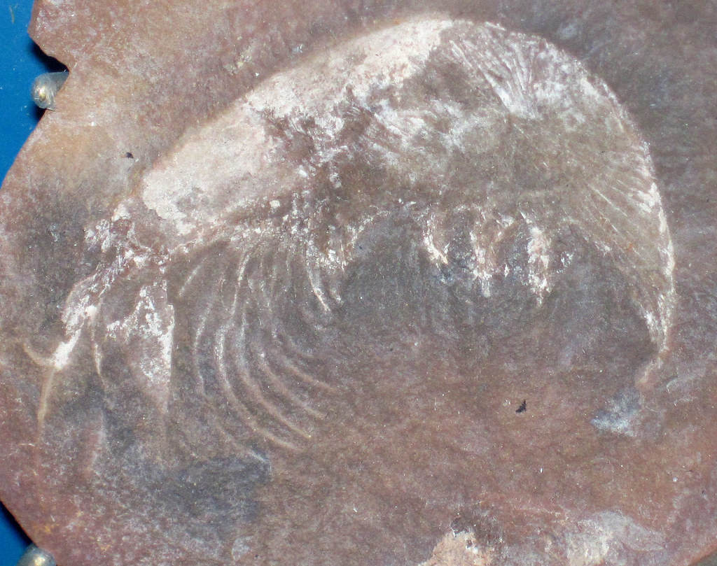 Kallidecthes richardsoni (fossil shrimp) (Mazon Creek Lagerstätte