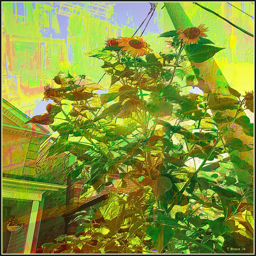 Urban Sunflower Urban Sunflower. Dedicated to Ms.lizz for … Flickr