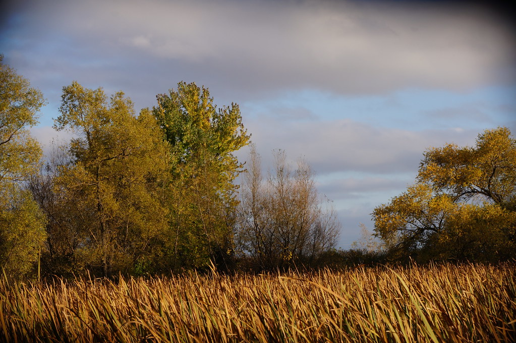 558 WilkinsonRenwick Marsh Dekalb County Illinois October… Flickr