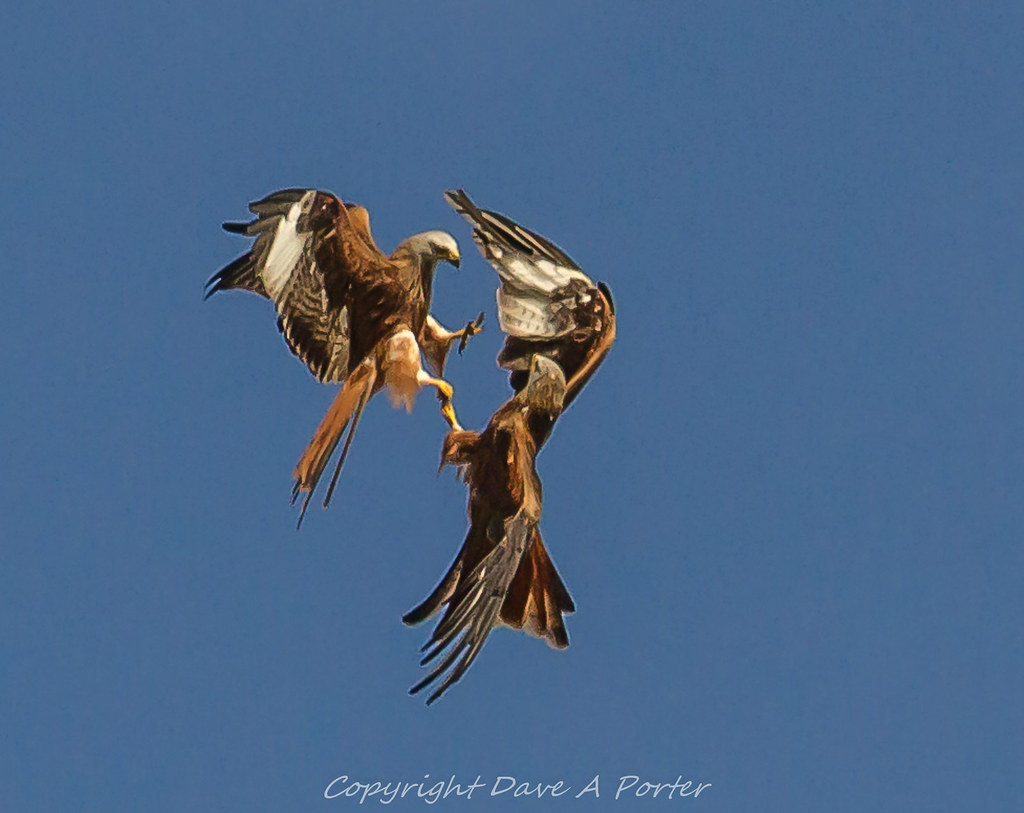 Red Kites claw to claw Dave A porter Flickr