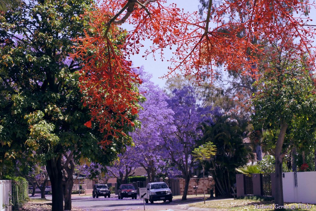 Spring colour in Brisbane a photo on Flickriver