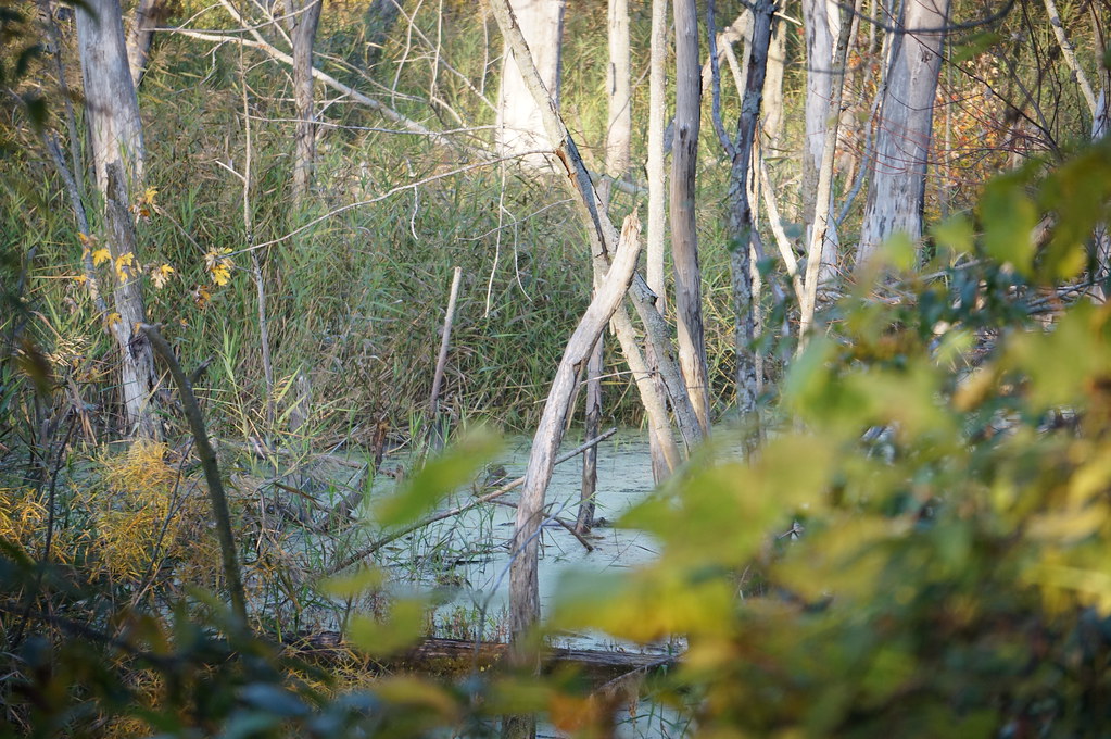 585 v WilkinsonRenwick Marsh Dekalb County Illinois Octob… Flickr