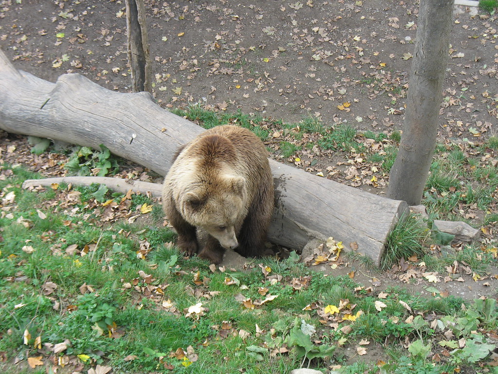 Bern Bear One of the bears kept in a reserve by the River … Flickr