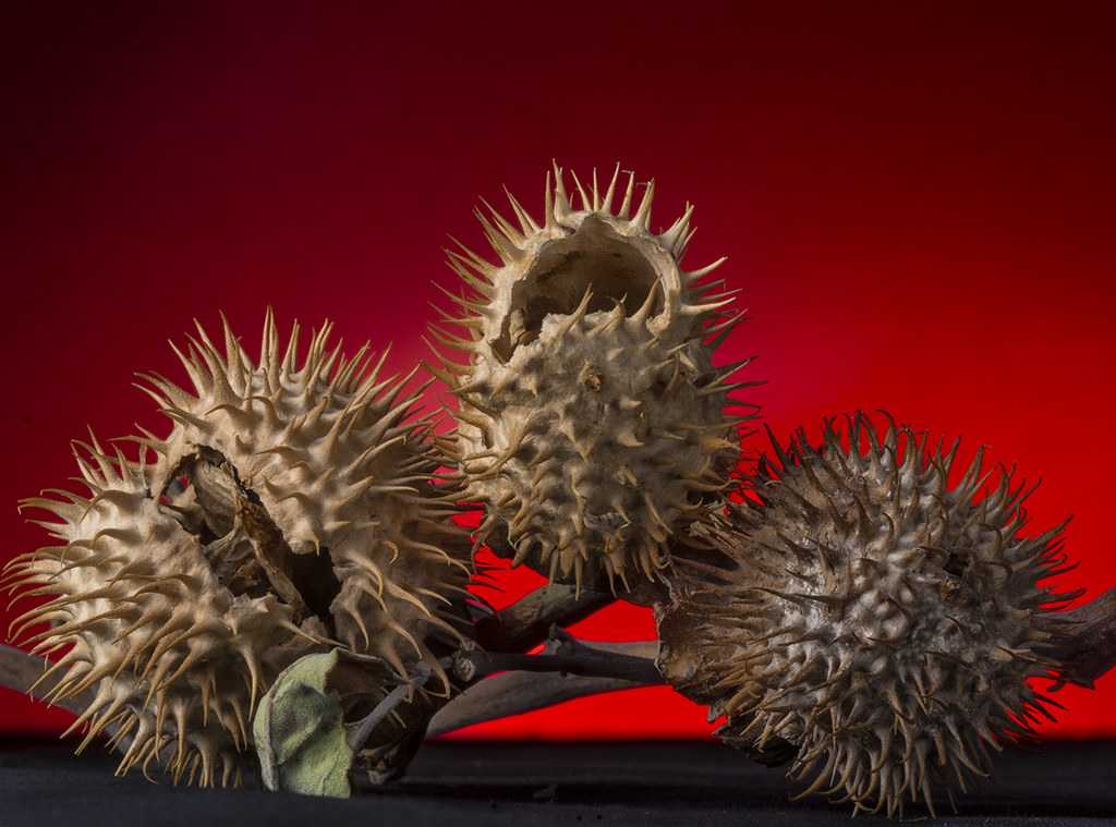 Datura Seedpods These seed pods were growing on a datura