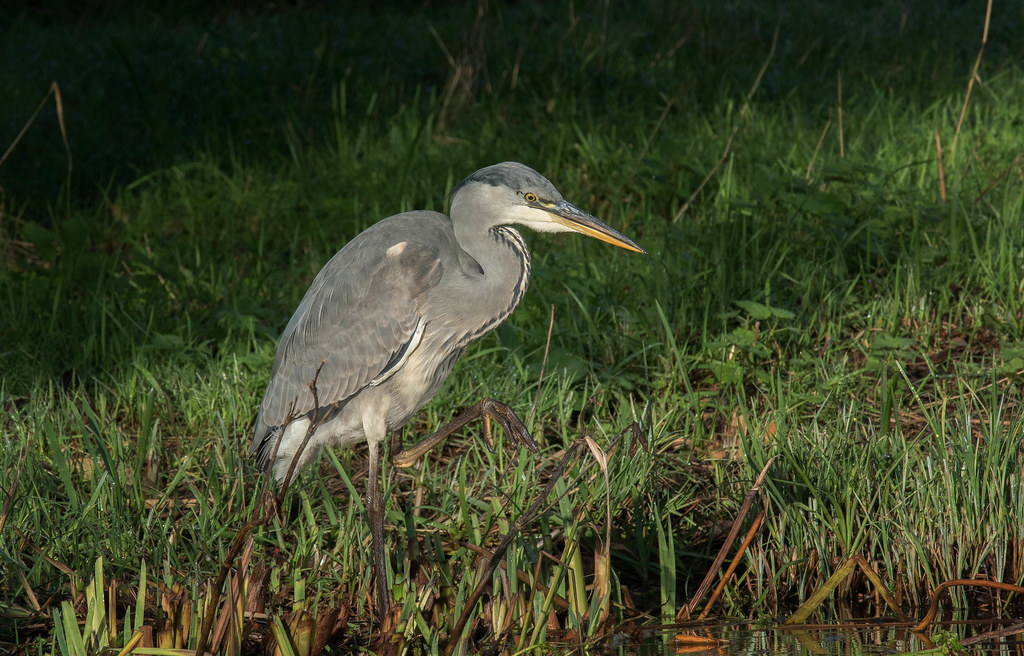 104972 Grey Heron at the Kingfisher pool. V3 and 70300CX Flickr