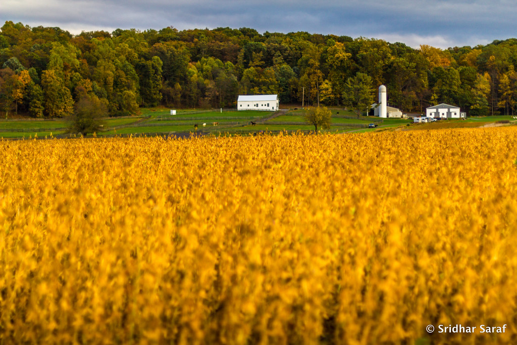 Autumn in Maryland (USA) Oct 2014 Autumn in Maryland (US… Flickr