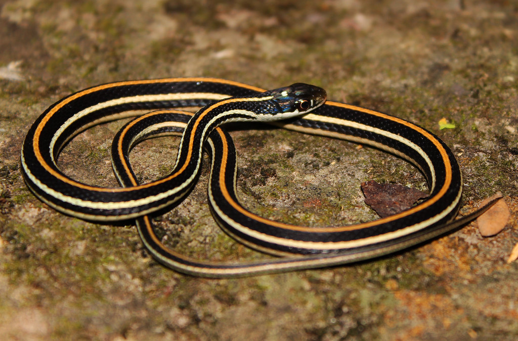 OrangeStriped Ribbon Snake (Thamnophis proximus proximus