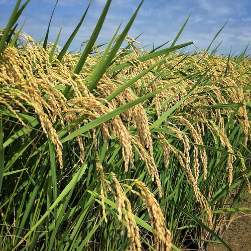 Heavy Rice —time to cut! Mie Japan agriculture Zen Len Flickr