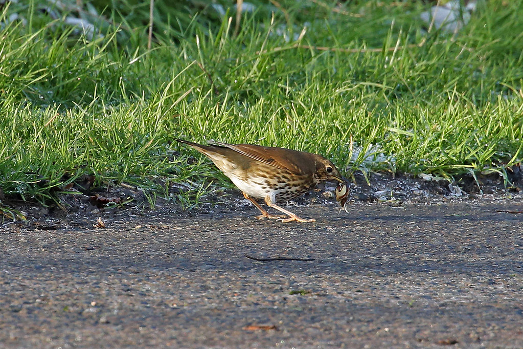 Old Baths Thrushes Song Thrush This is one of a series o… Flickr