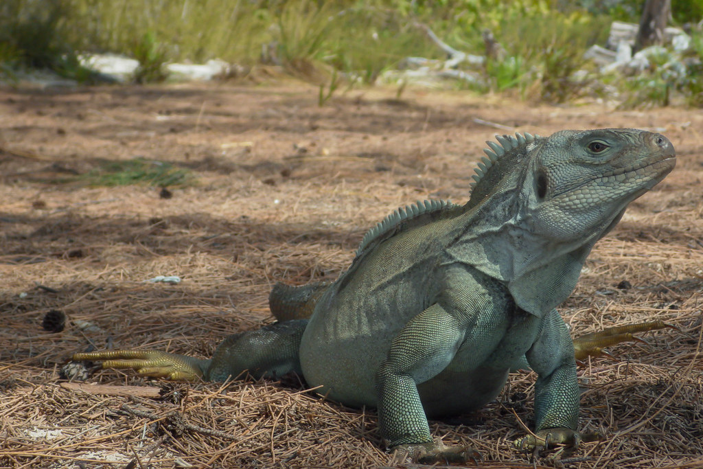 Little Water Cay "Iguana Island" Turks and Caicos