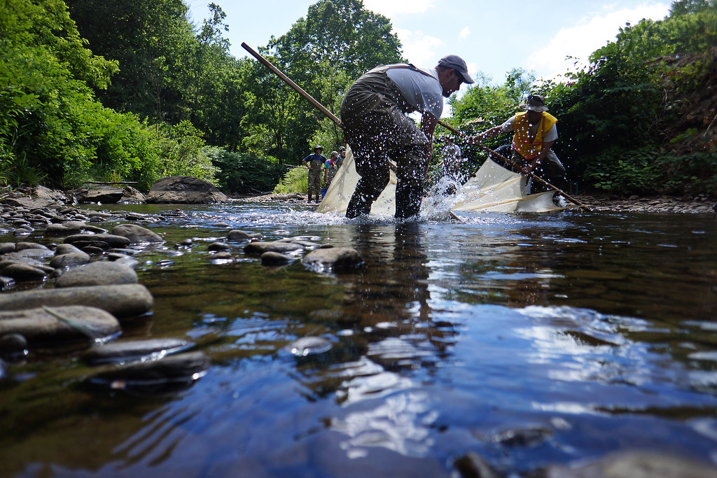 Biologists collect and move fish from a dewatered river r… Flickr
