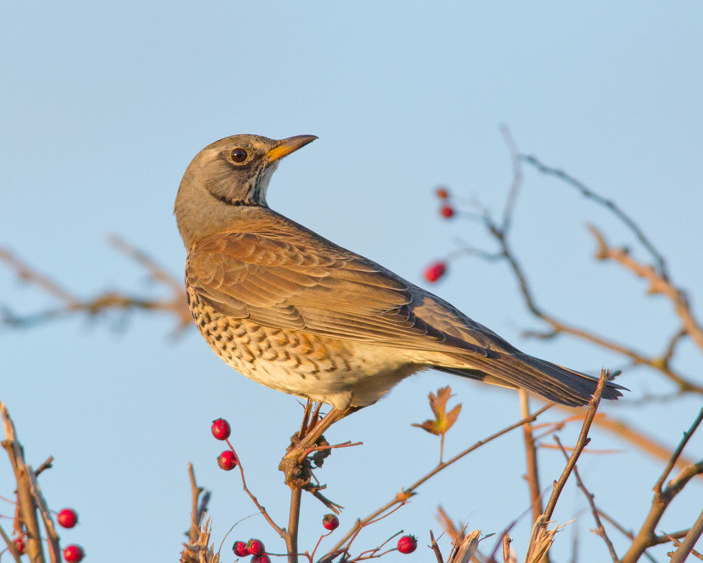 Fieldfare2892 Long Drove, Cottenham Kevin Mayhew Flickr