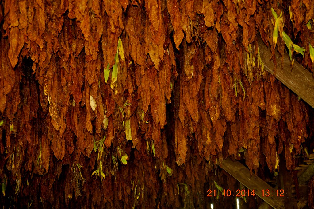 Elevation of Summertown, TN, USA Topographic Map Altitude Map