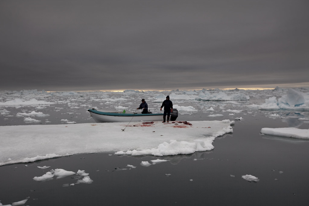 Seal hunters near Ilulissat, Greenland Seal hunting is onl… Flickr