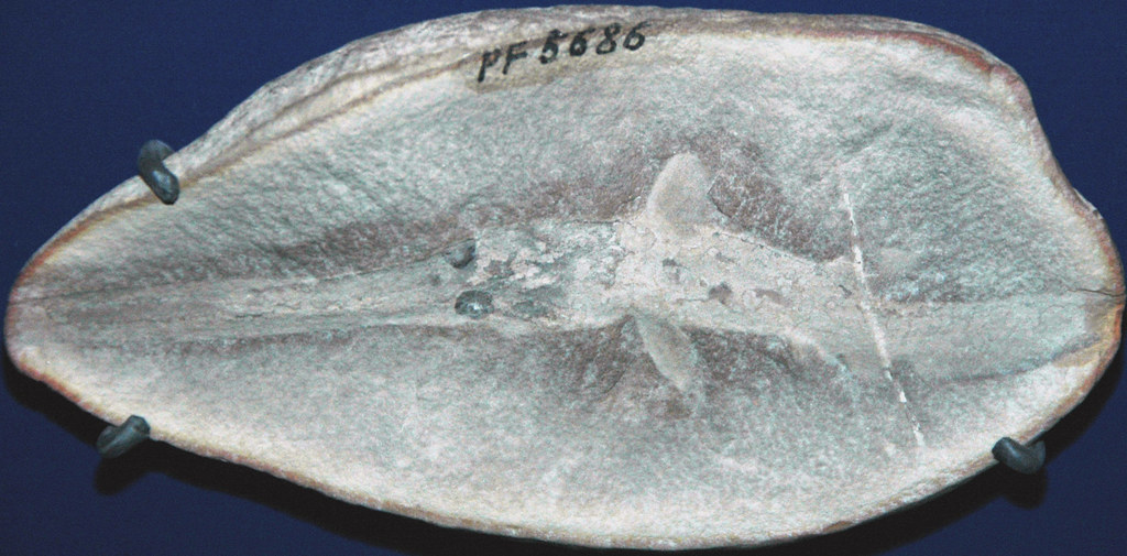 Bandringa rayi (fossil shark) (Mazon Creek Lagerstätte, Francis Creek