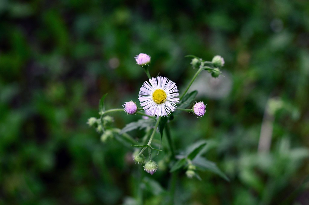 Daisy weed Leanne Menninga Flickr