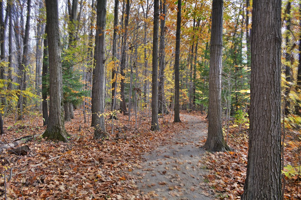 DSC_8107 (2) Girdled Road Reservation Concord Twp., OH Al