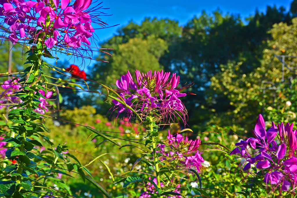 Flowers Queens Botanical Garden (Queens) New York, NY Flickr