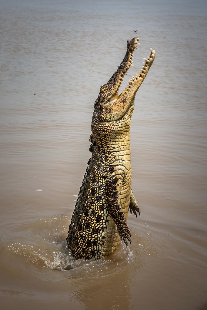Adelaide River Crocs at Martin Beauchesne blog