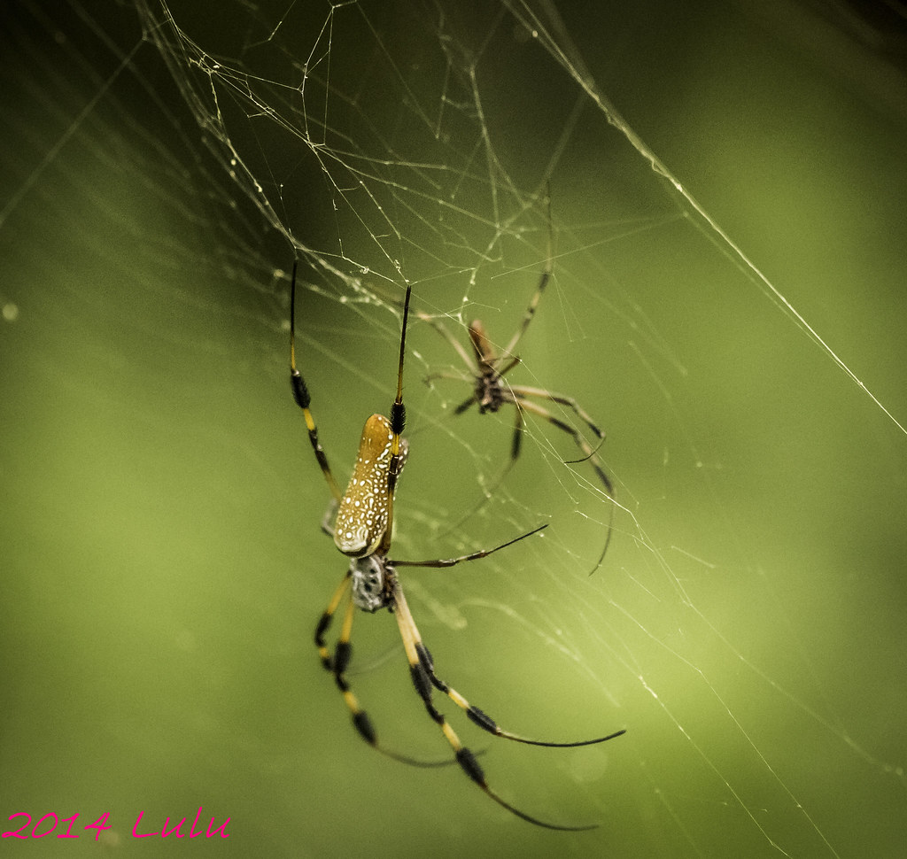 Male & Female Banana Spiders Tall Cypress Nature Area Flickr