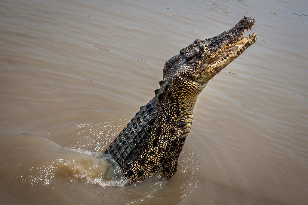 Adelaide River Jumping Crocs Cruise10 Crocodile Adelaide … Flickr