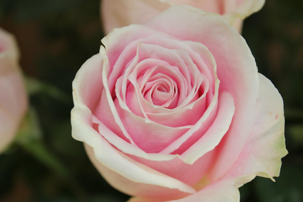 887290_518660168175520_1086568517_o Savannah Andrews Flickr