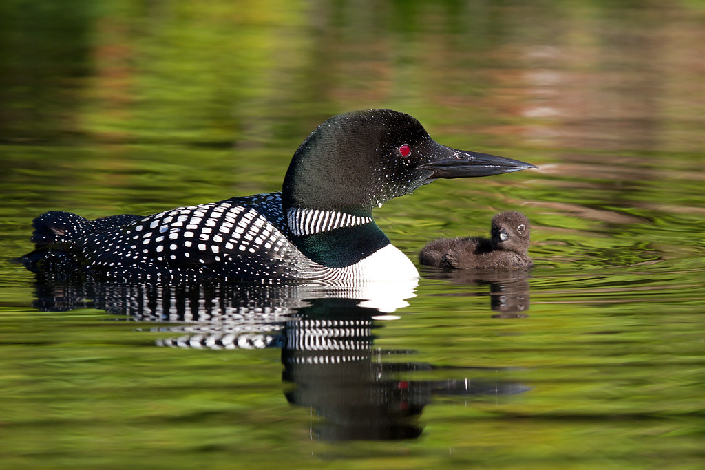 The Bonding Common loon Loons are water birds like ducks… Flickr