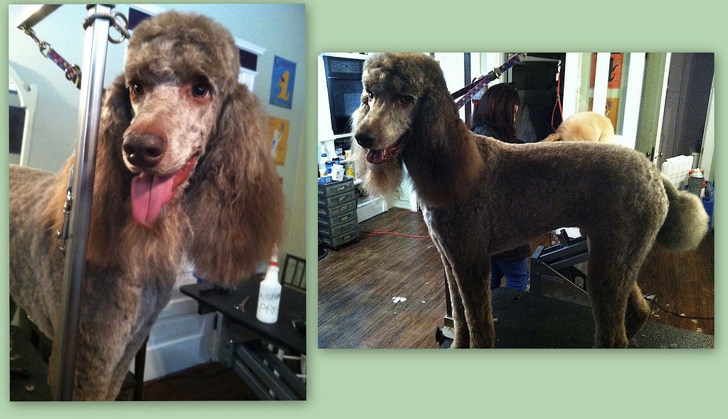 2013 AUBURN Standard Poodle Shelley Groomer Flickr
