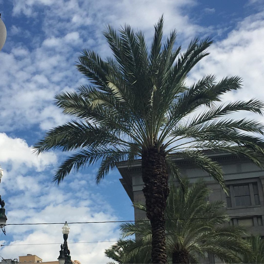 Palm trees make me happy! Good bye New Orleans! thebigeas… Flickr