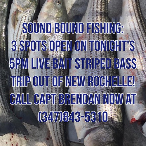 SPACE AVAILABLE ! 3 spots open on tonight's 5pm Striped Ba… Flickr