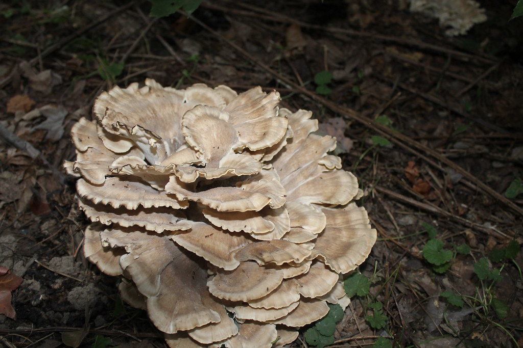Grifola frondosa (my guess) 1 Matapeake Estates, QA Co, M… Flickr