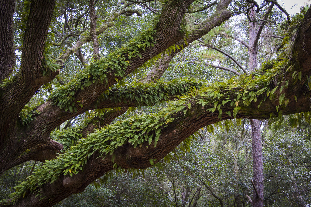 Florida Forest Shot in Jacksonville, FL USA Daniel Wedeking Flickr