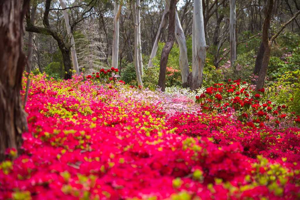 _MG_6826 gardens around Blue Mountains, NSW, Australia TobiasW. Flickr