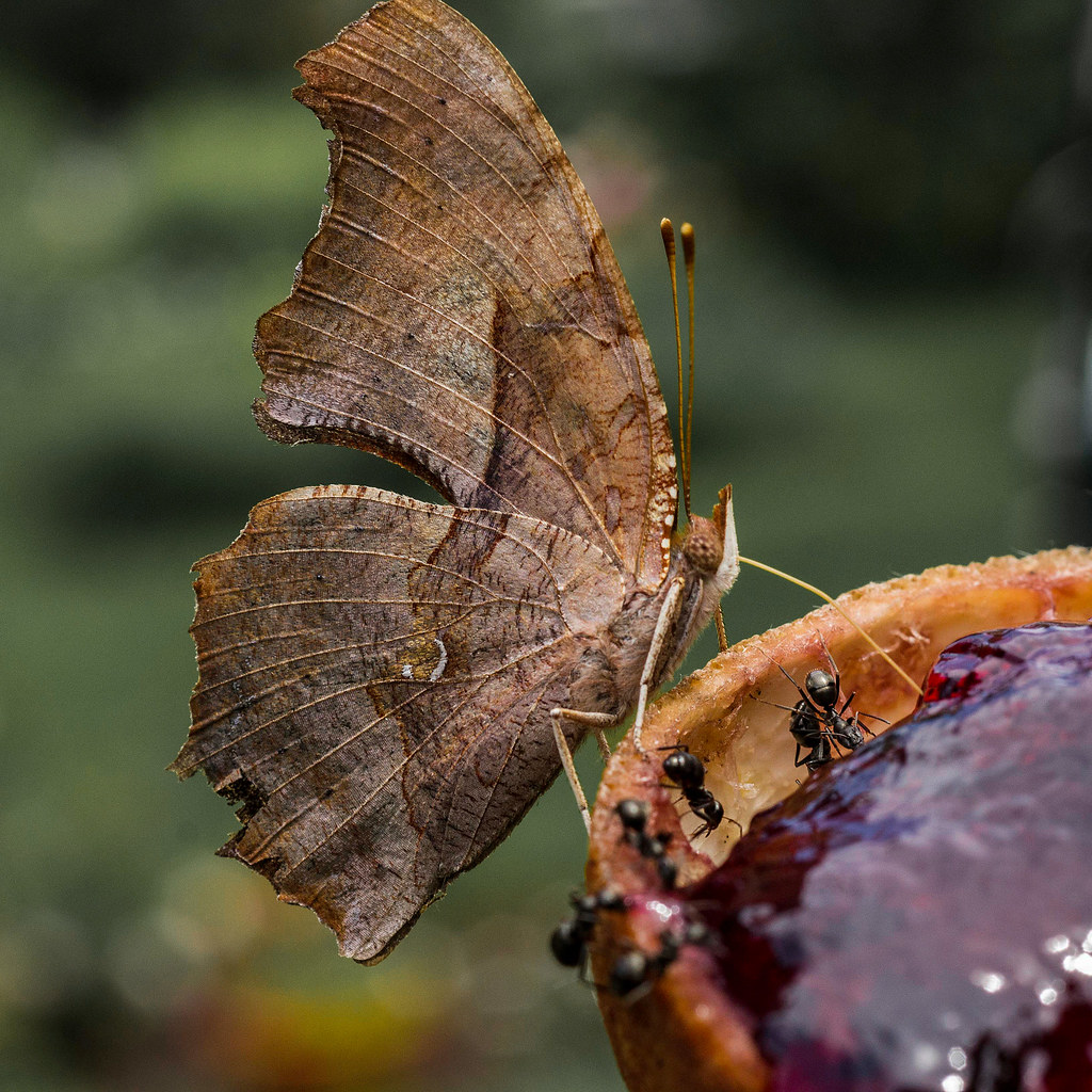 grape jelly is yummy! Birds, butterflies and ants all love… Flickr