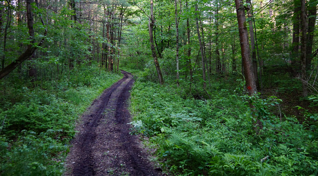 Elevation of Blodgett Hill Rd, Ravena, NY, USA Topographic Map Altitude Map