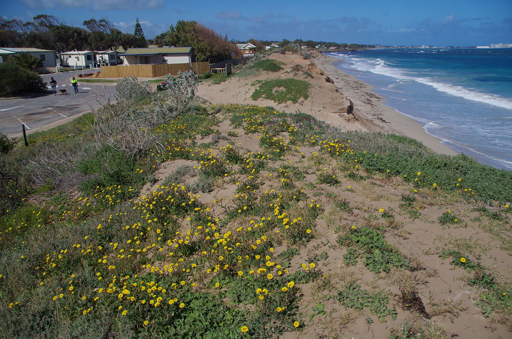 Reichardia tingitana, Sunset Beach, Geraldton, WA, 27/08/1… Flickr