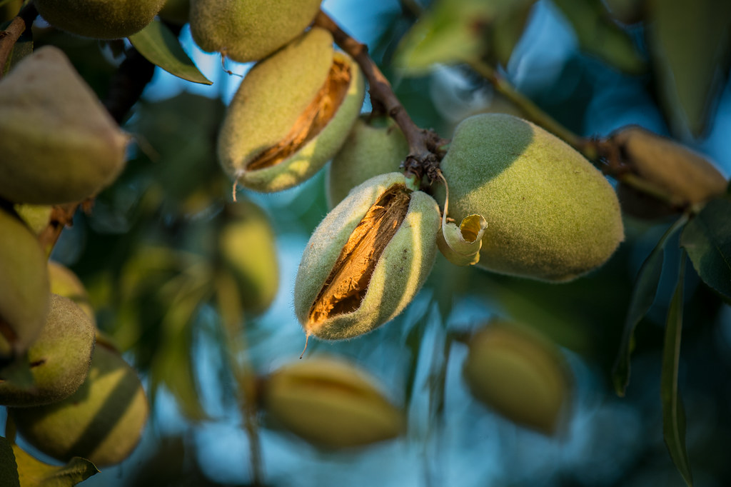 20150722NRCSLSC0133 Almonds grow on the Mota Ranch 36 a… Flickr