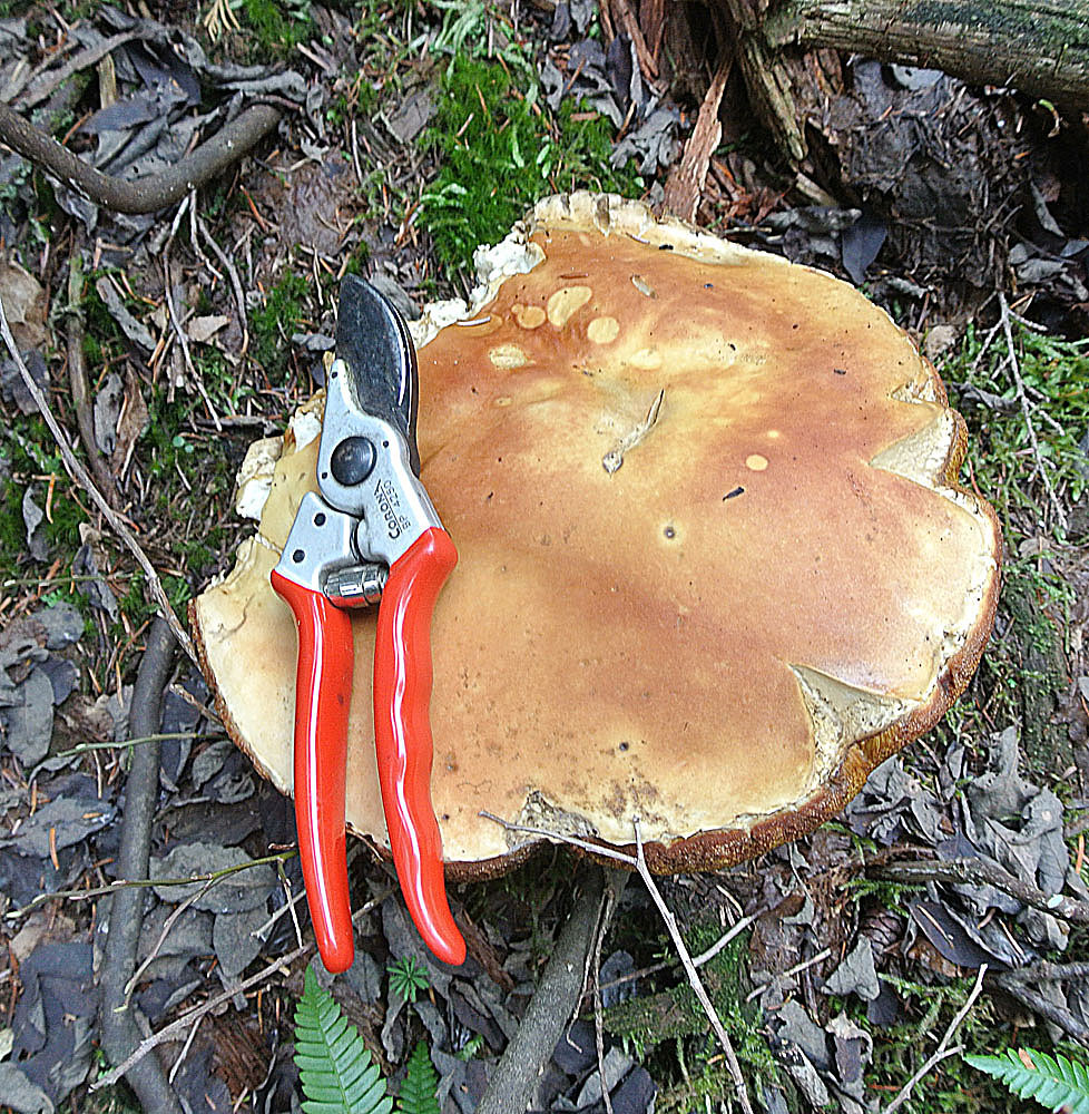 Boletus edulis a giant Porcini A large member of a wides… Flickr