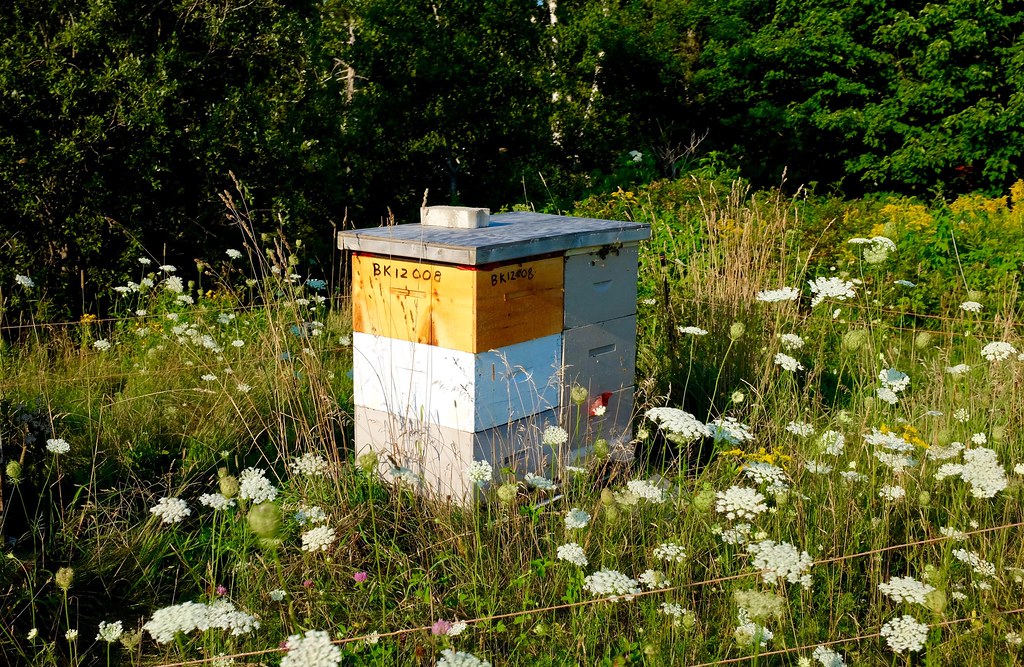 Beard Of Bees Bees! Electric fences to keep the bears away… Flickr