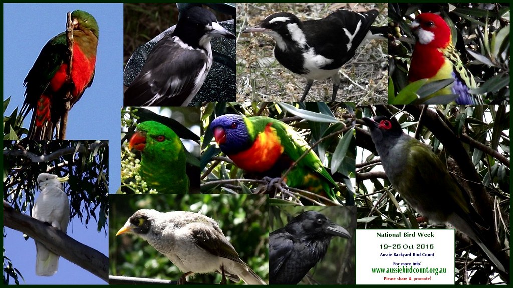 National Bird Week Australia Backyard Bird Count 2015 Flickr