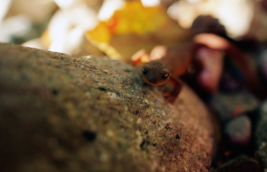 yellow belly salamander Willamette National Forest, OR