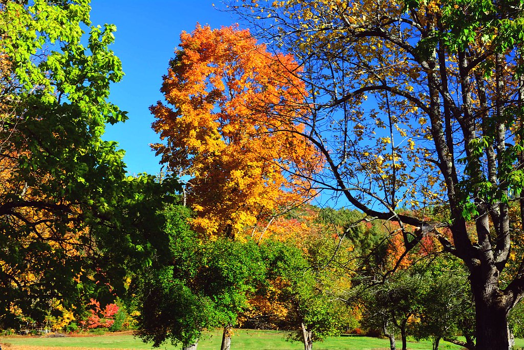 2016_1010WalkInTheWoods0006 Parsonsfield, Maine. Went f… Flickr