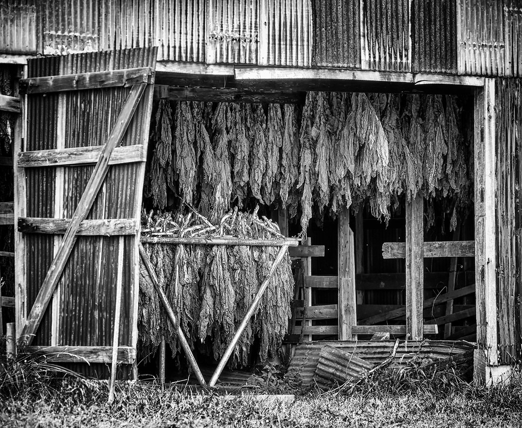 Tobacco Barn Fountain Run, KY Michael Vines Flickr