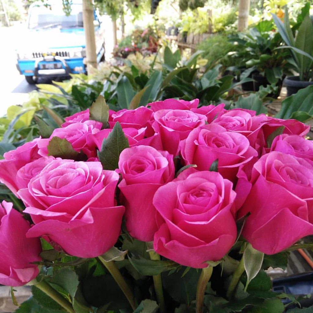 Mentahan Warna Pink artikelkuc