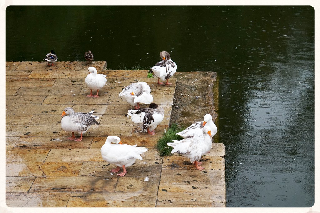 geese in the rain Dumby Flickr